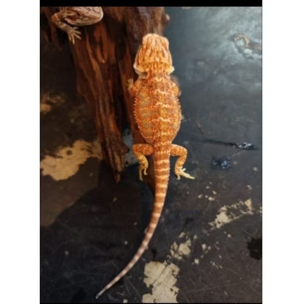 PELET BEARDED DRAGON RED HYPO