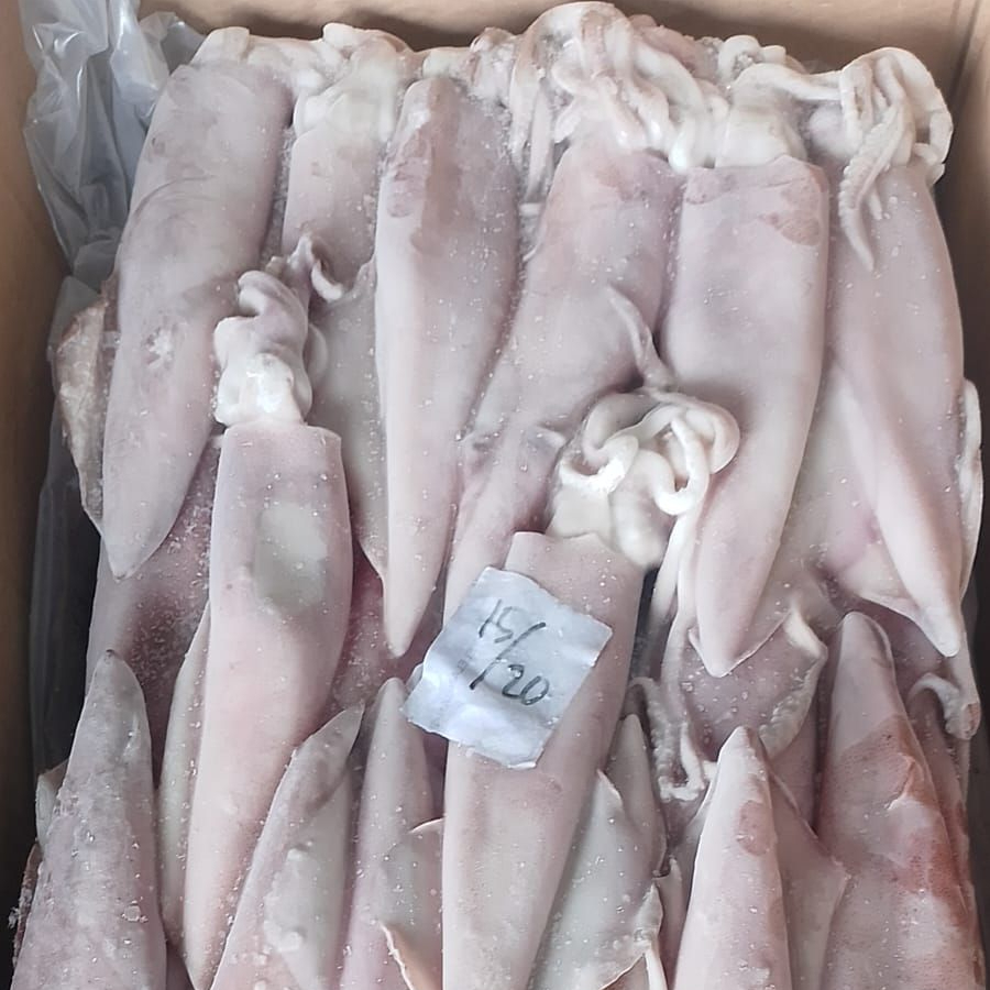 CUMI CUMI BESAR FRESH Segar BisaDibersihkan Beku