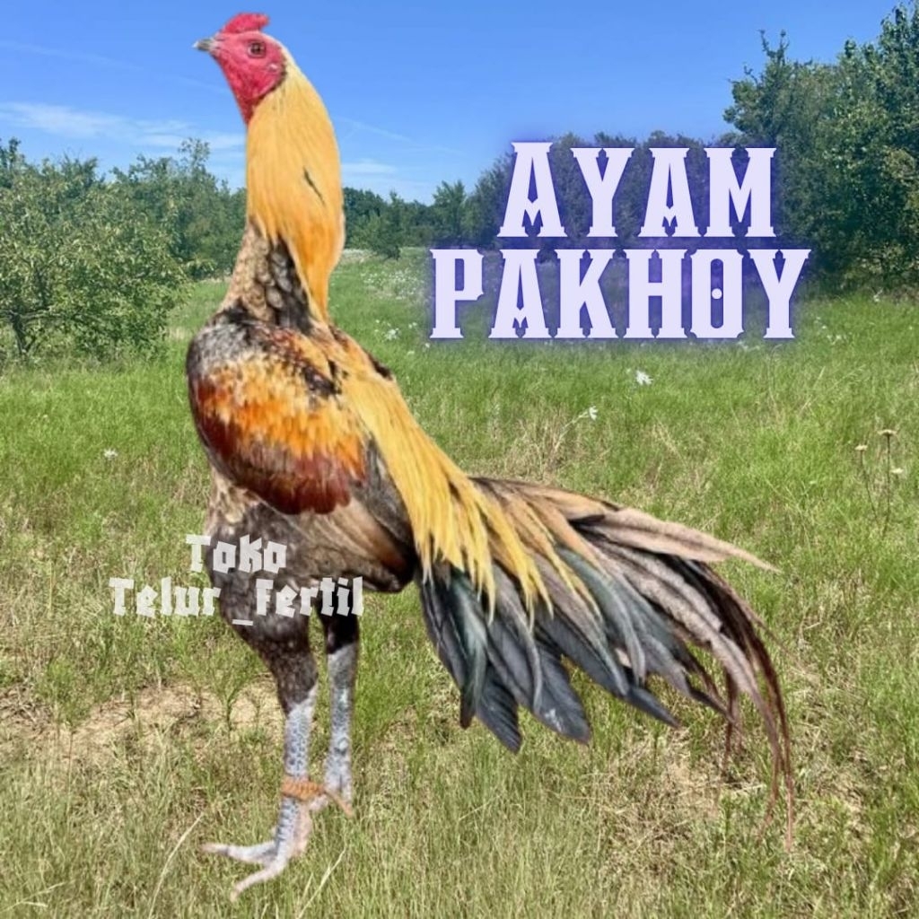 TELUR  AYAM PAKHOY DRUMBAND BRUTAL ORI