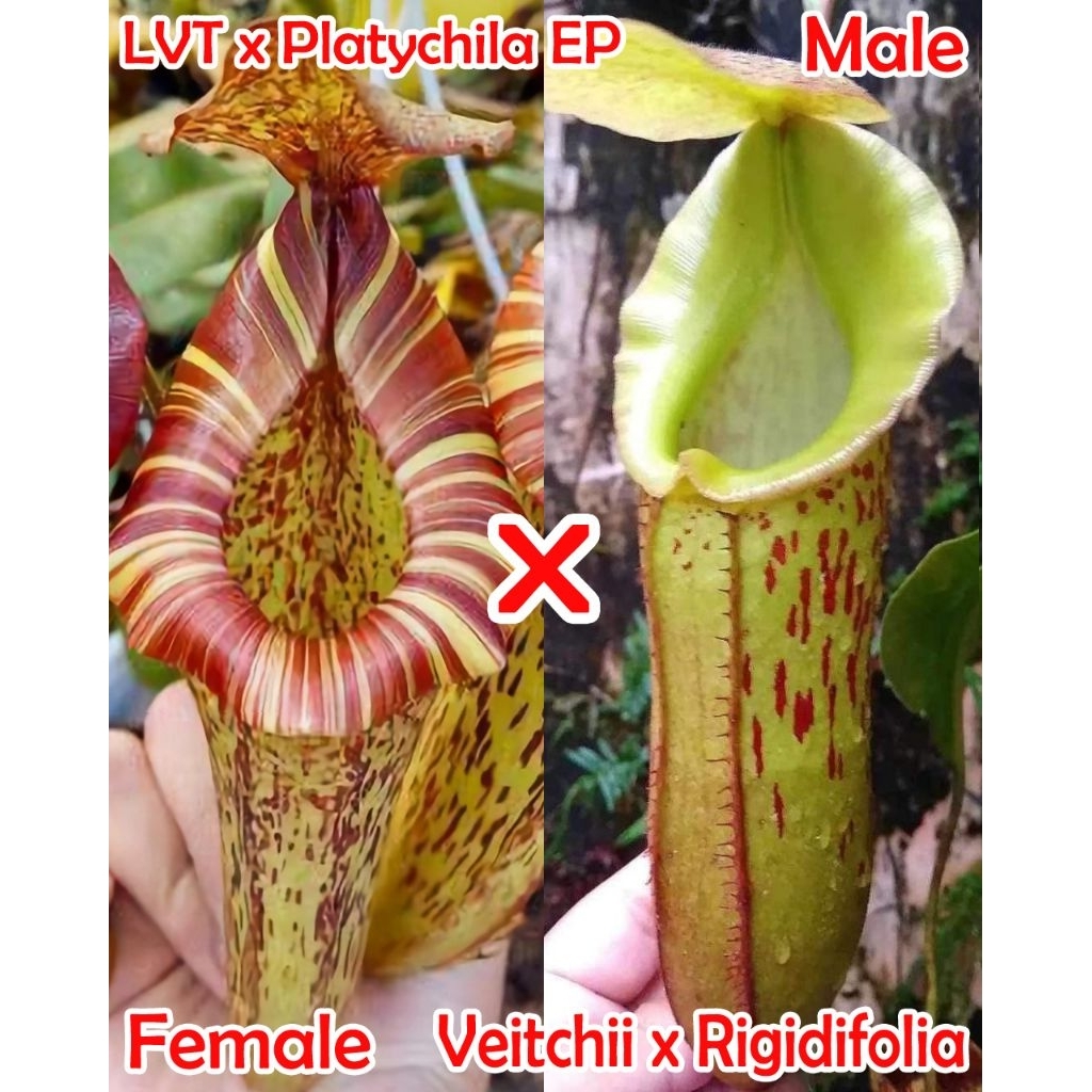 Nepenthes [(Lowii x Veitchii) x Tiveyi] x Platychila) X (Veitchii x Rigidi)