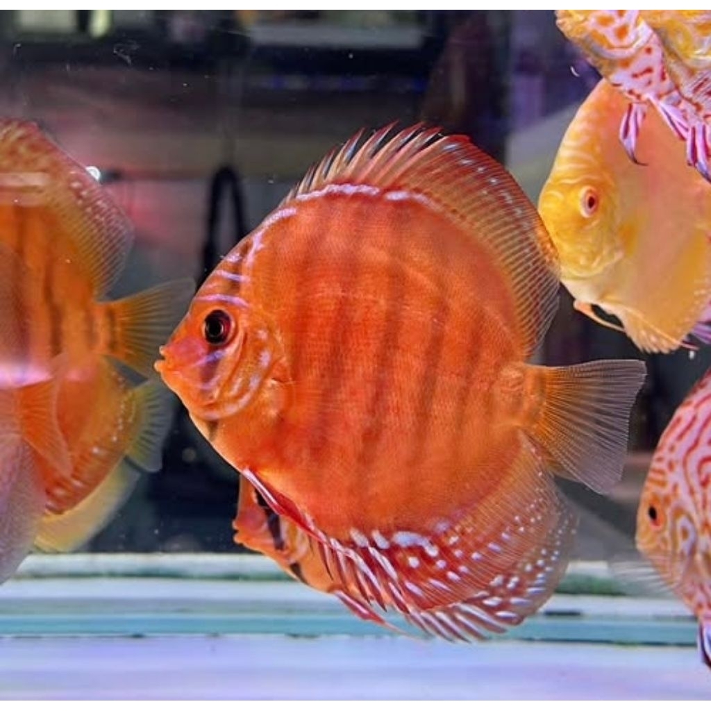 Discus mix 1cm-2cm-3cm