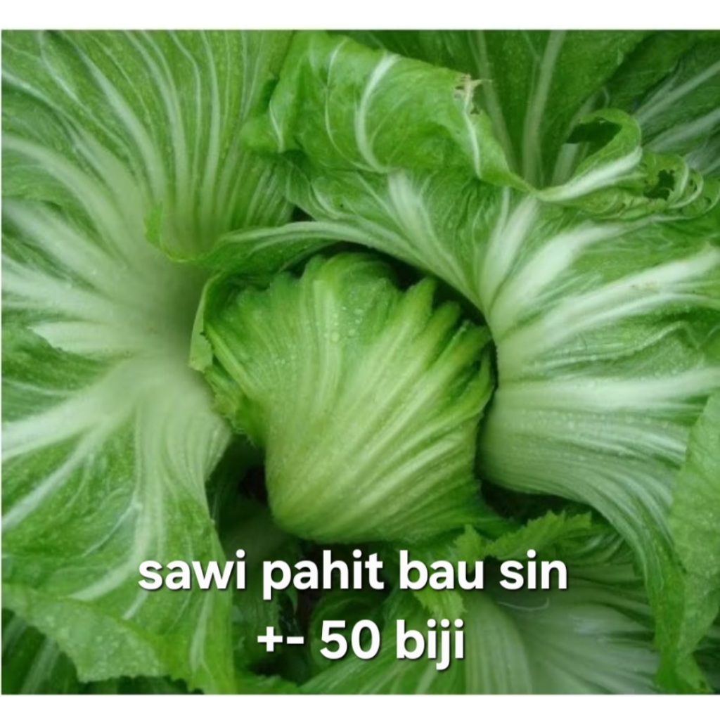 BISA COD - Sawi pahit bau sin 50 biji bibit seed Benih Sawi Mustard Head Lettuce Glory