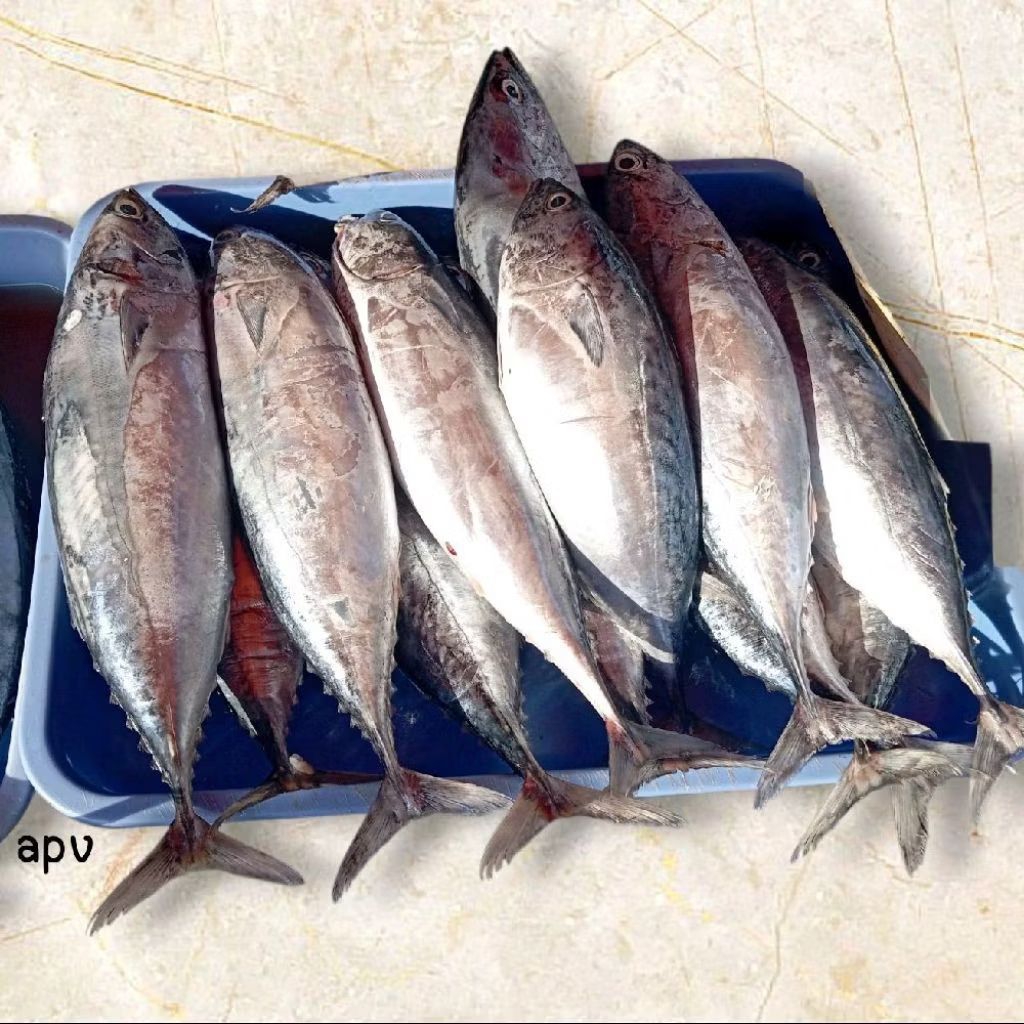 ikan tuna segar fresh 1 kg
