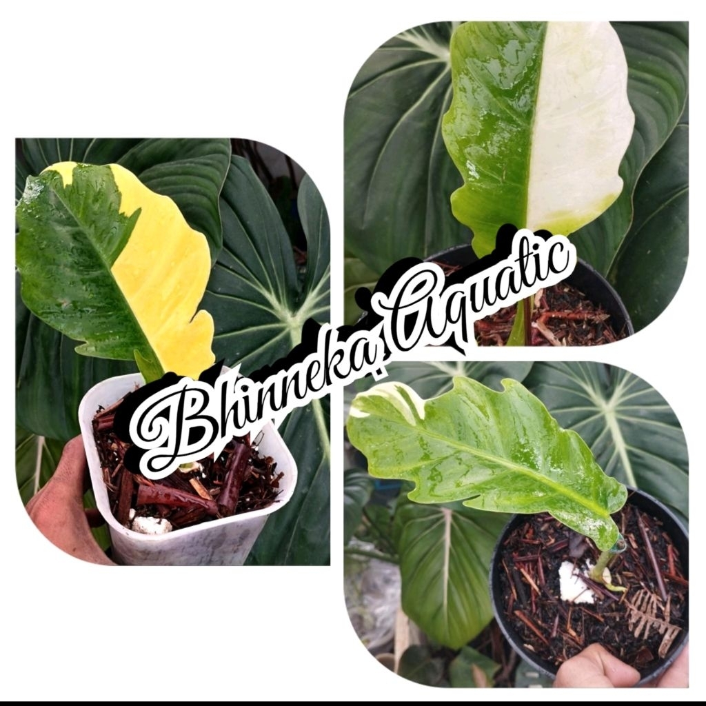 Tanaman Hias Philo Gergaji Variegata Philodendron Green Saw Variegata Varigated Varigata Real Pict M