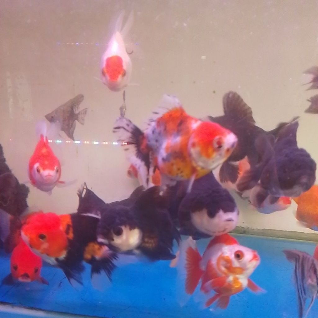 oranda panda three colour