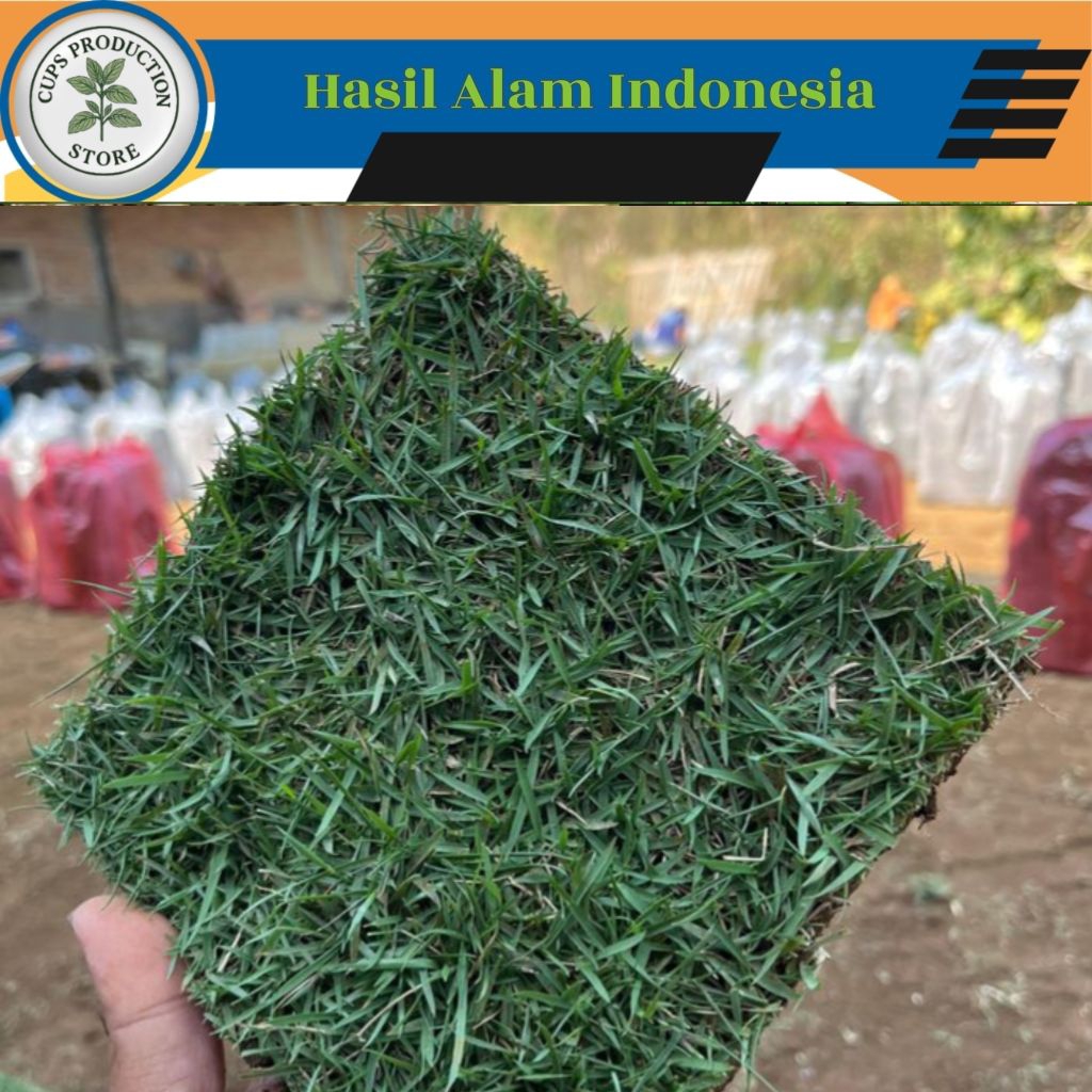 RUMPUT JEPANG HIDUP 1,5 X 1,5 Meter (Paket Besar) Siap Tanam