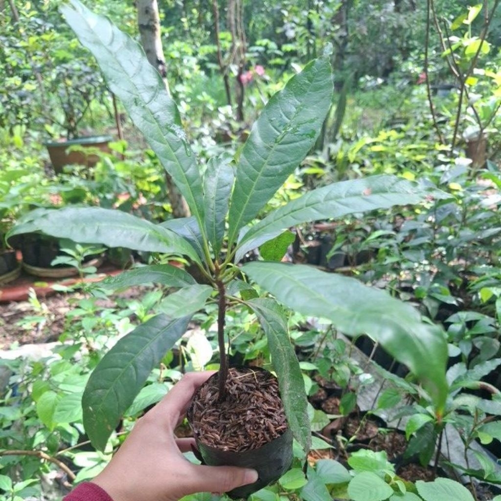 bibit alkesa buah sawo ubi tanaman alkesa