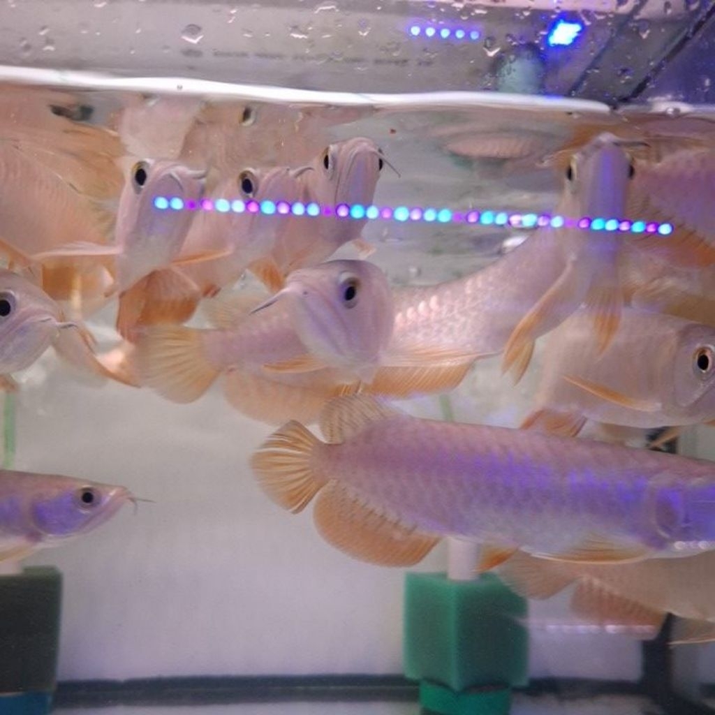 golden red arowana