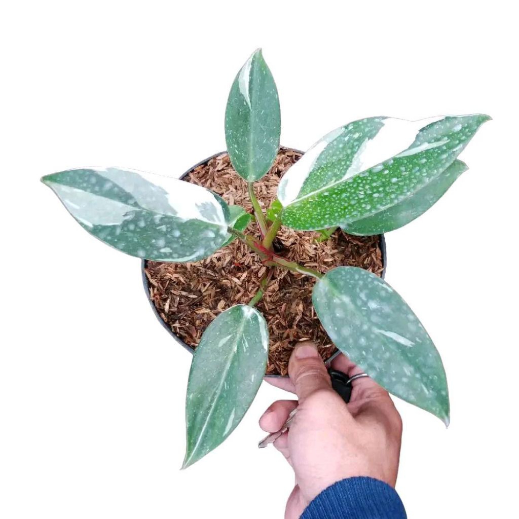 Philodendron white princess / Tanaman hias philodendron white princess