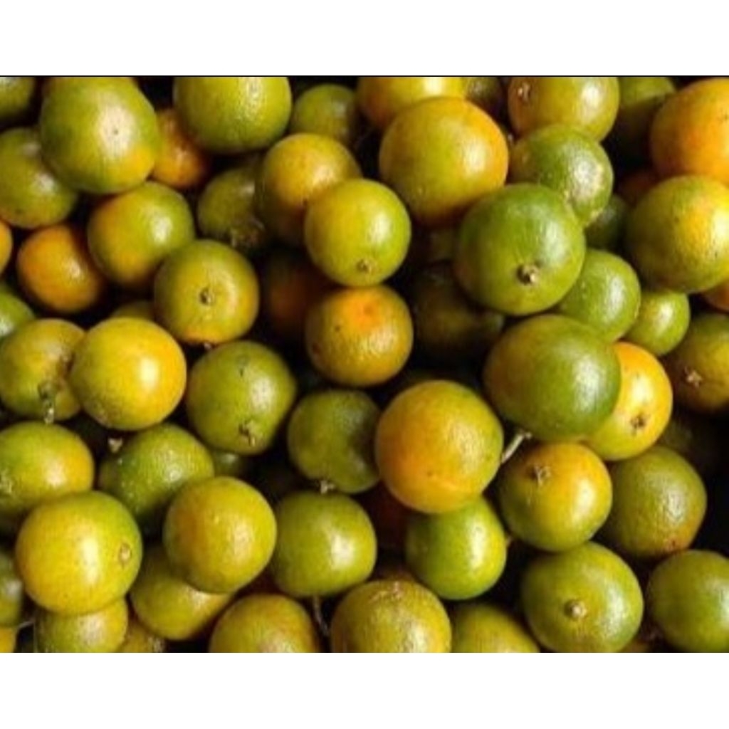 Lemon Cui / Jeruk kunci