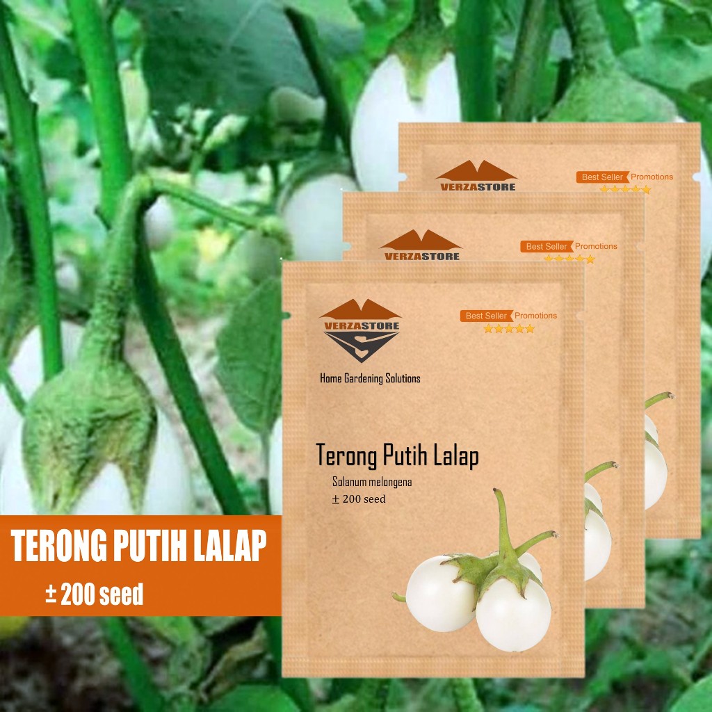 ±200 Biji - Benih Terong Putih Lalap Unggul