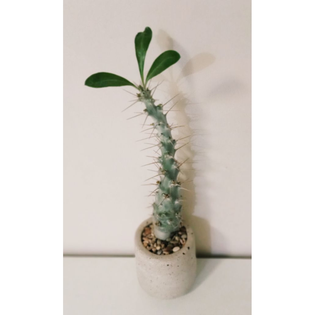 pachypodium saundersii