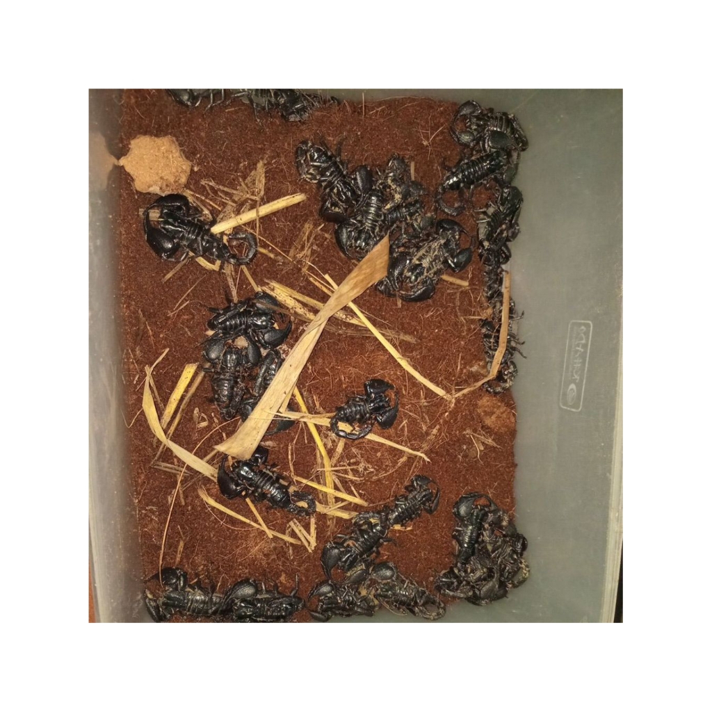 ASIAN FOREST SCORPION  (afs )