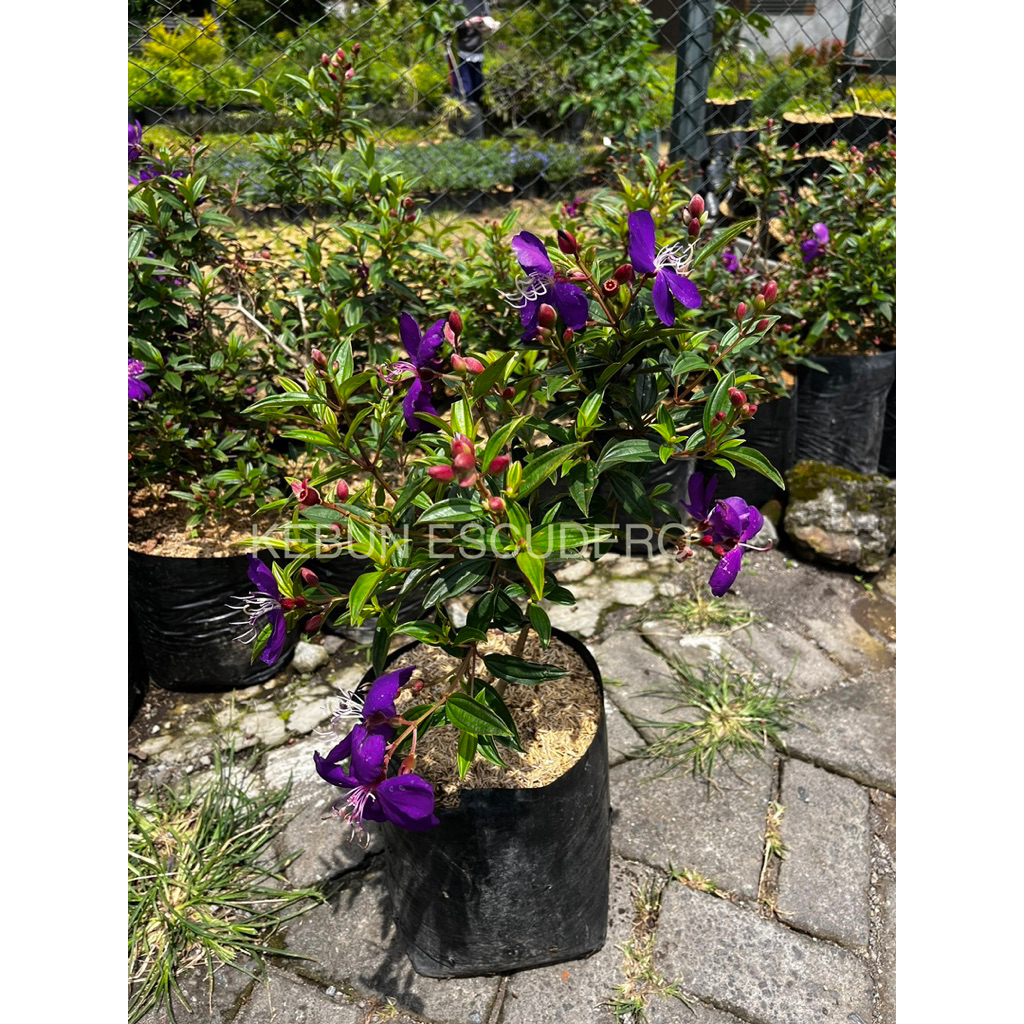 Bunga Senggani - Tanaman Hias Bunga Senggani Berbunga - Tanaman Hias Senggani Sudah Berbunga Rimbun 