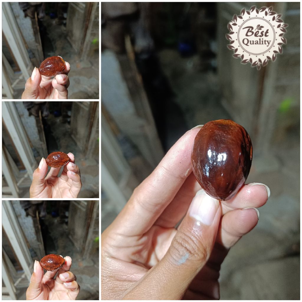 Muncang kemiri aduan jenis Jawa Big size