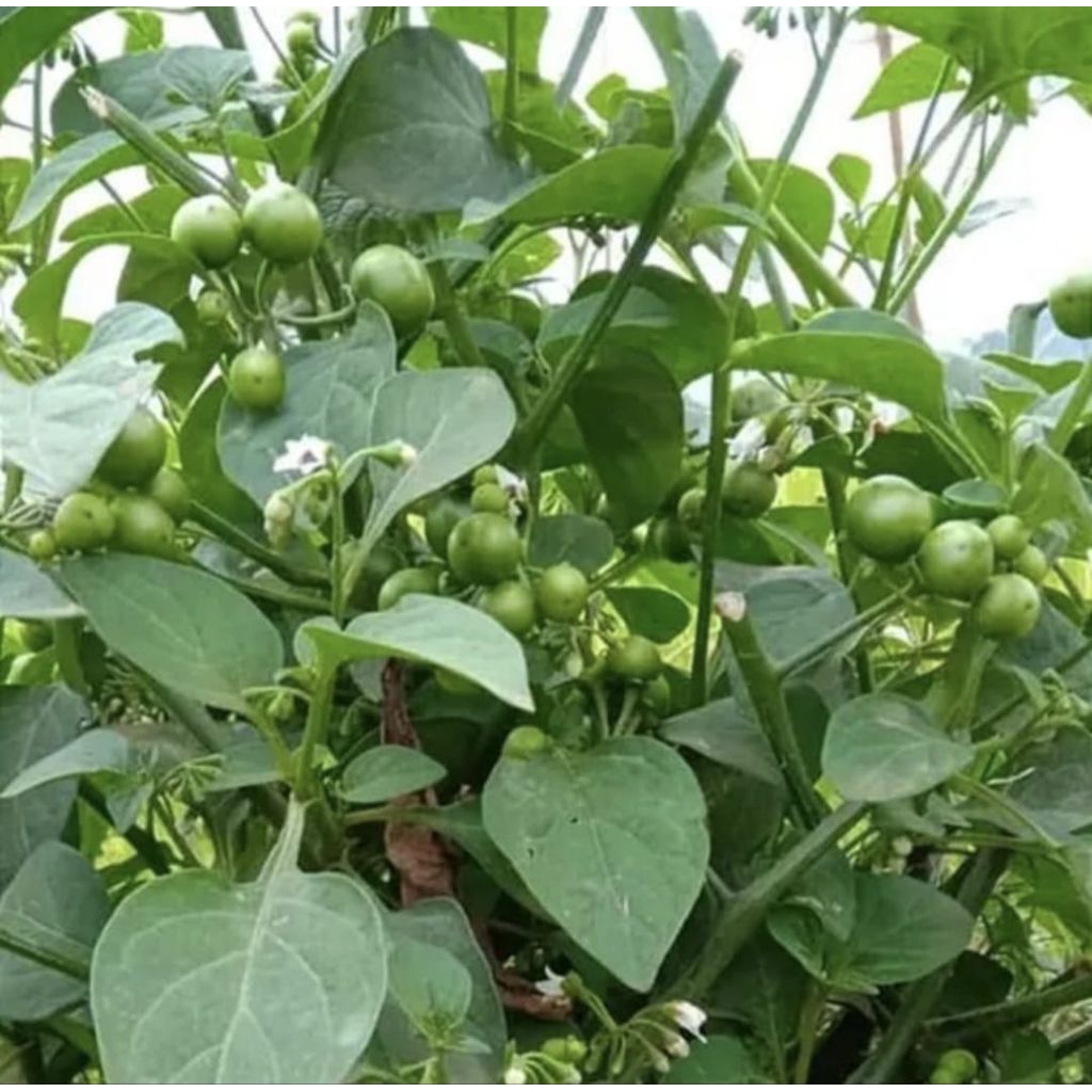 Pohon Leunca Tanaman Lalapan Bibit Pohon Leunca