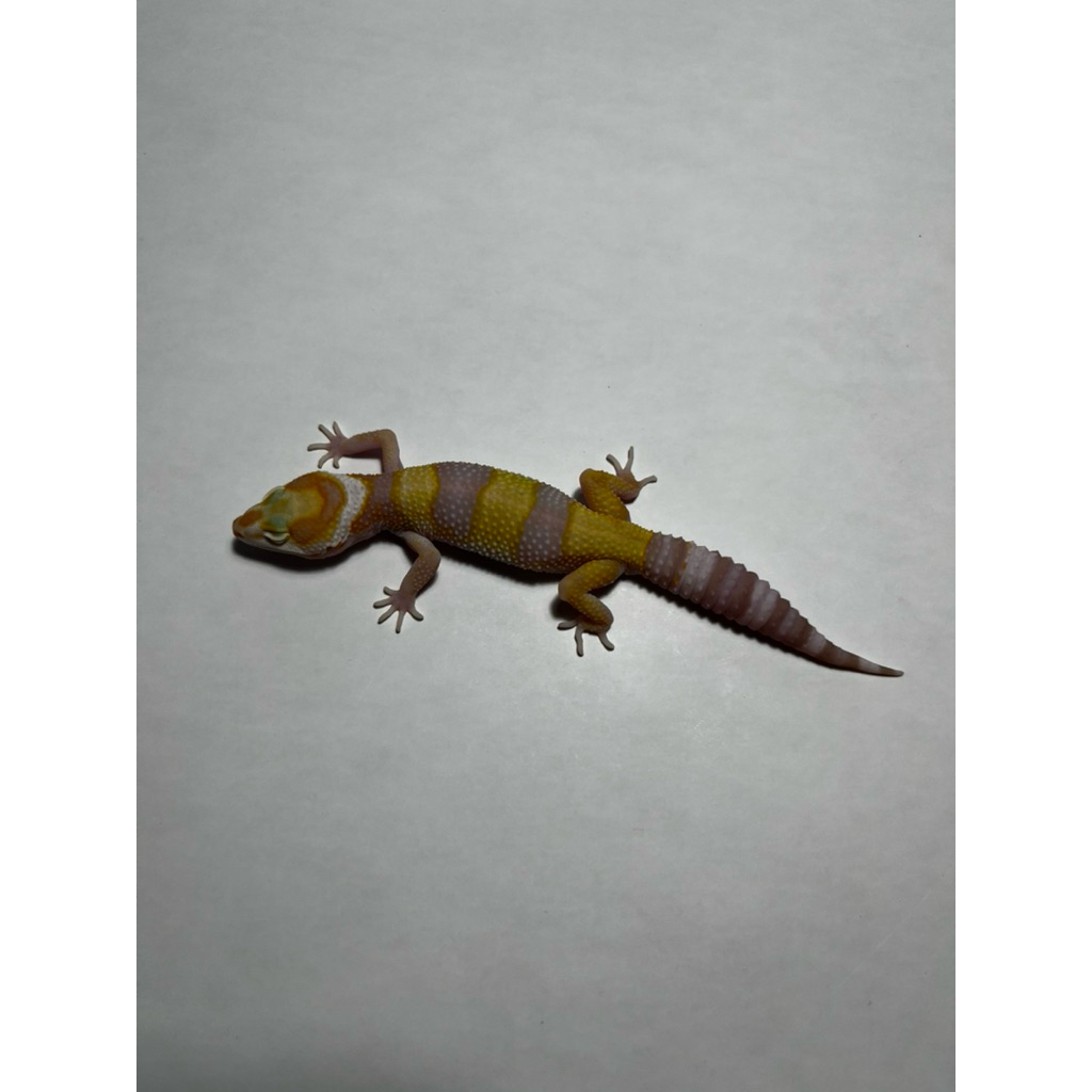 Hiasan Leopard Gecko White & Yellow Tremper