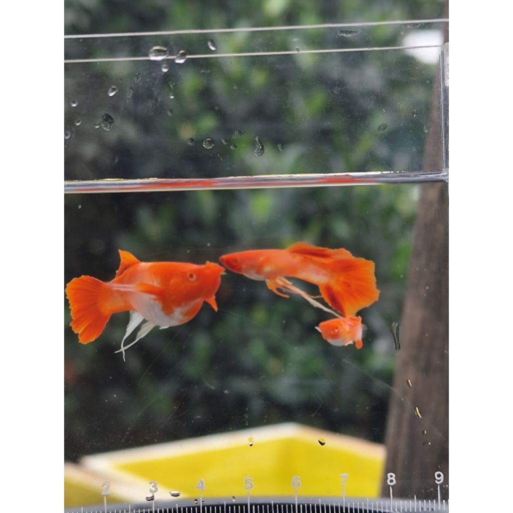 PACKING STEROFOAM ALBINO KOI RIBBON DAN GEN RIBBON/ RED EAR DAN GEN RED EAR
