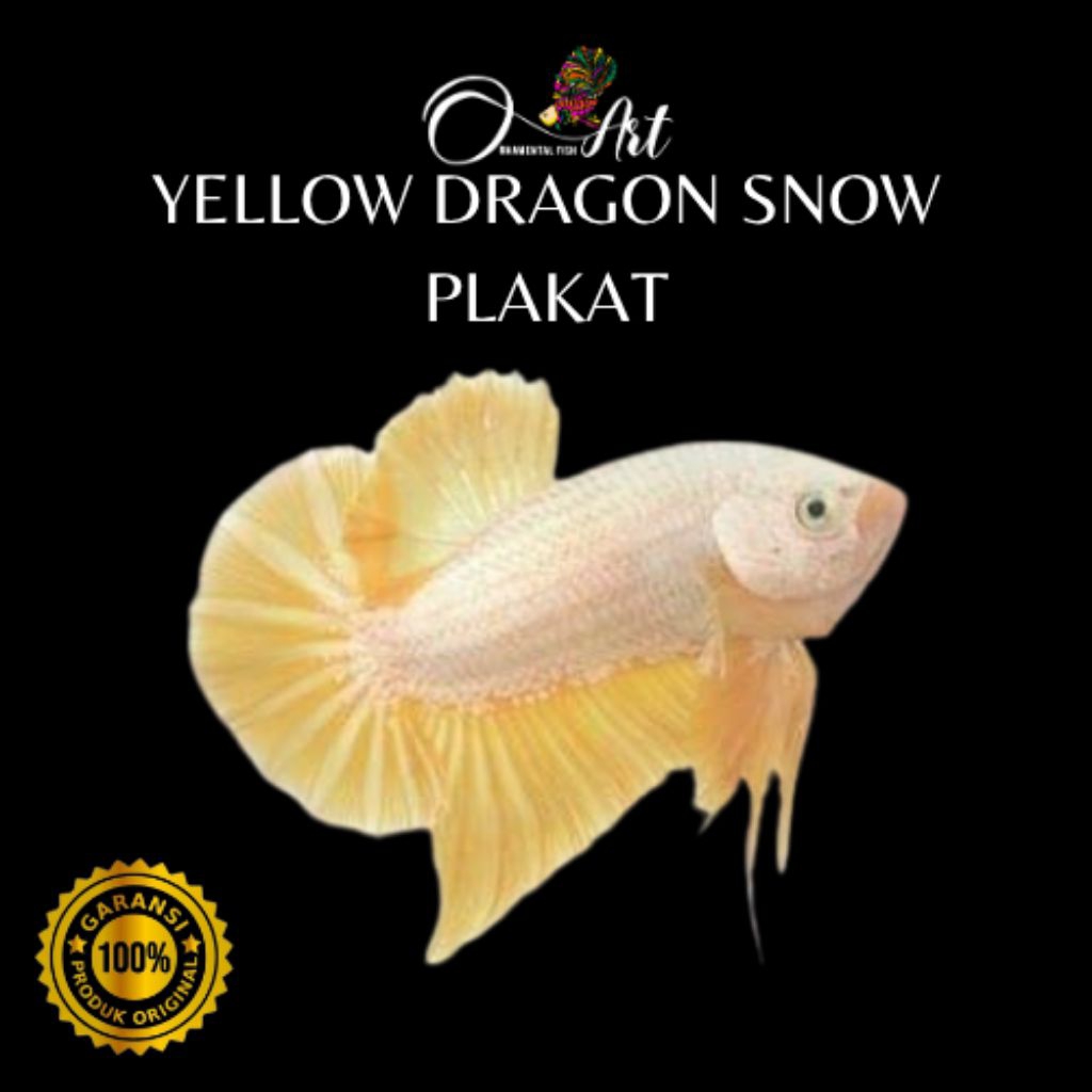 Ikan Cupang Plakat Yellow Dragon Snow Jantan Dekorasi