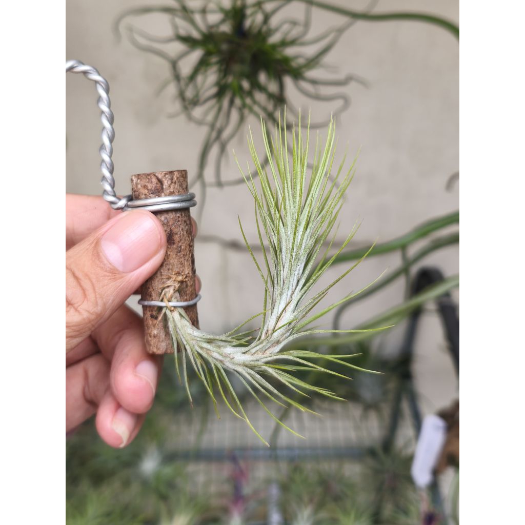 Tillandsia Funckiana - Tanaman Hias - Air Plant