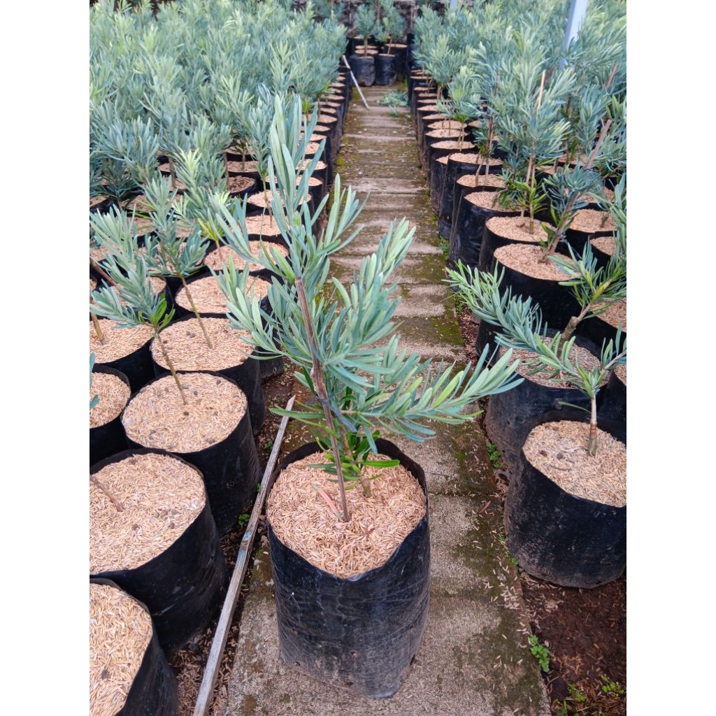 Lohansung Blue Ice | Tanaman Hias Lohansung Blue Ice Rimbun