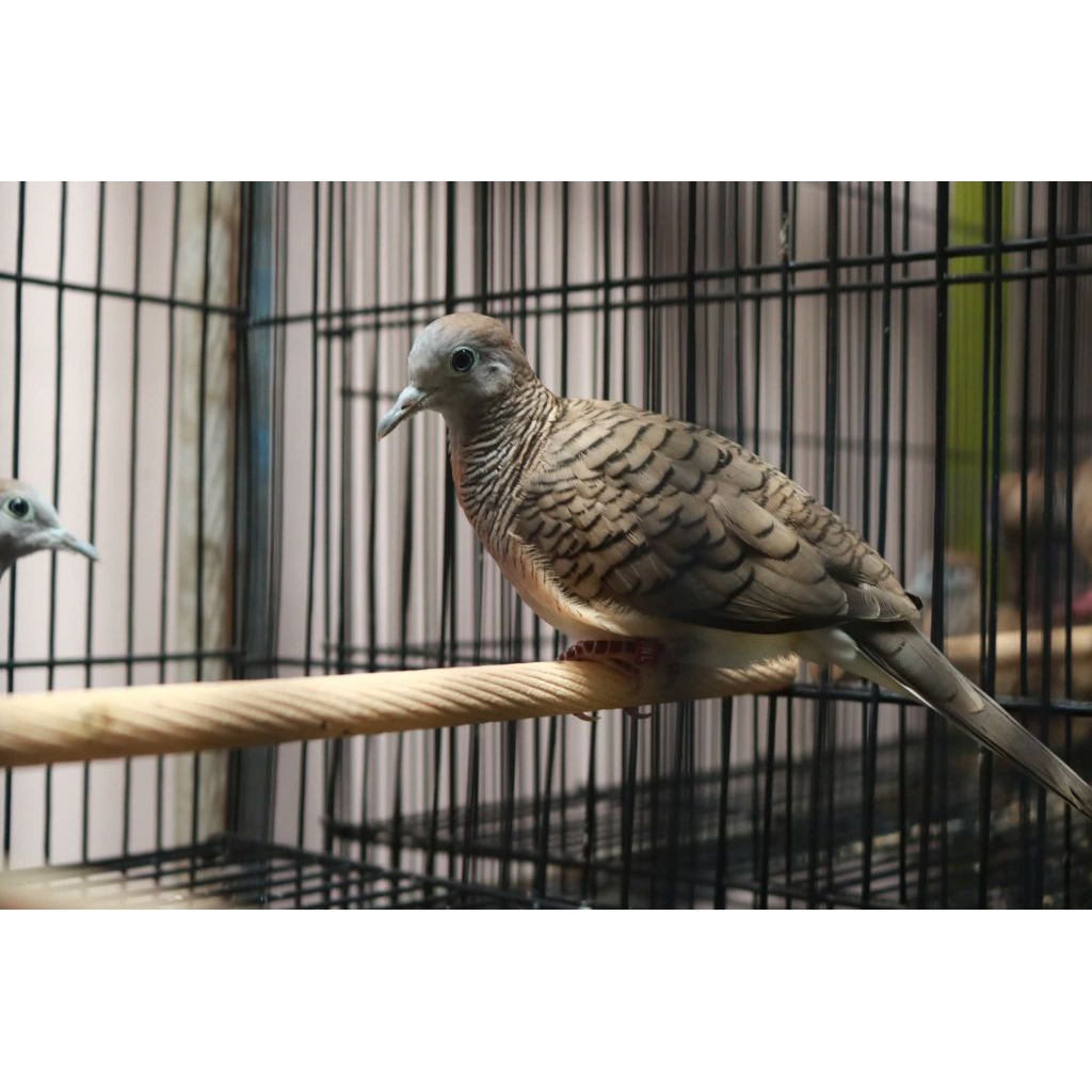 Perkutut Bangkok Remaja Asli Ori Lengkap Dengan Ring