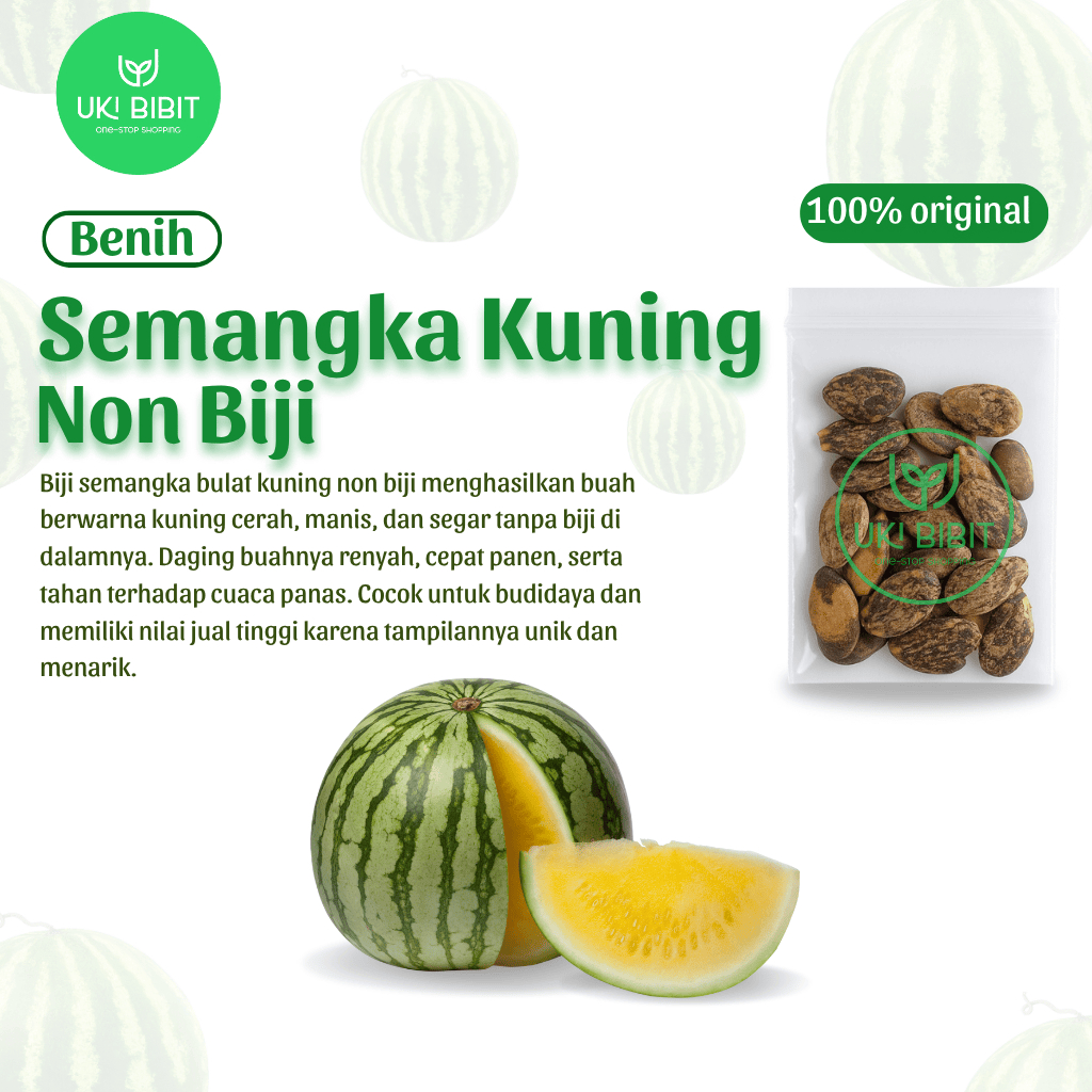( 5 Buitr ) Benih Biji Semangka Non Biji Kuning | Semangka Kuning