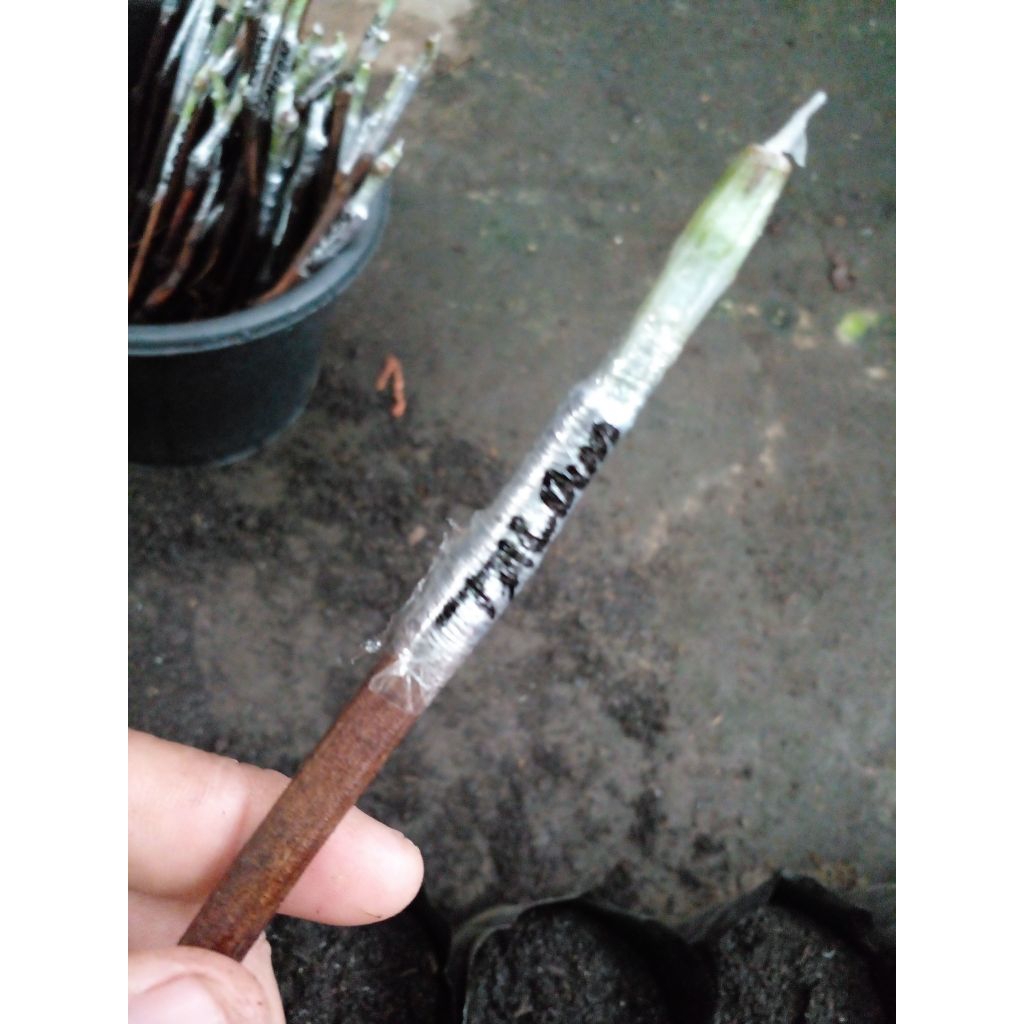 cutting grafting Anggur import valid jenis jupiter dengan rostok lokal