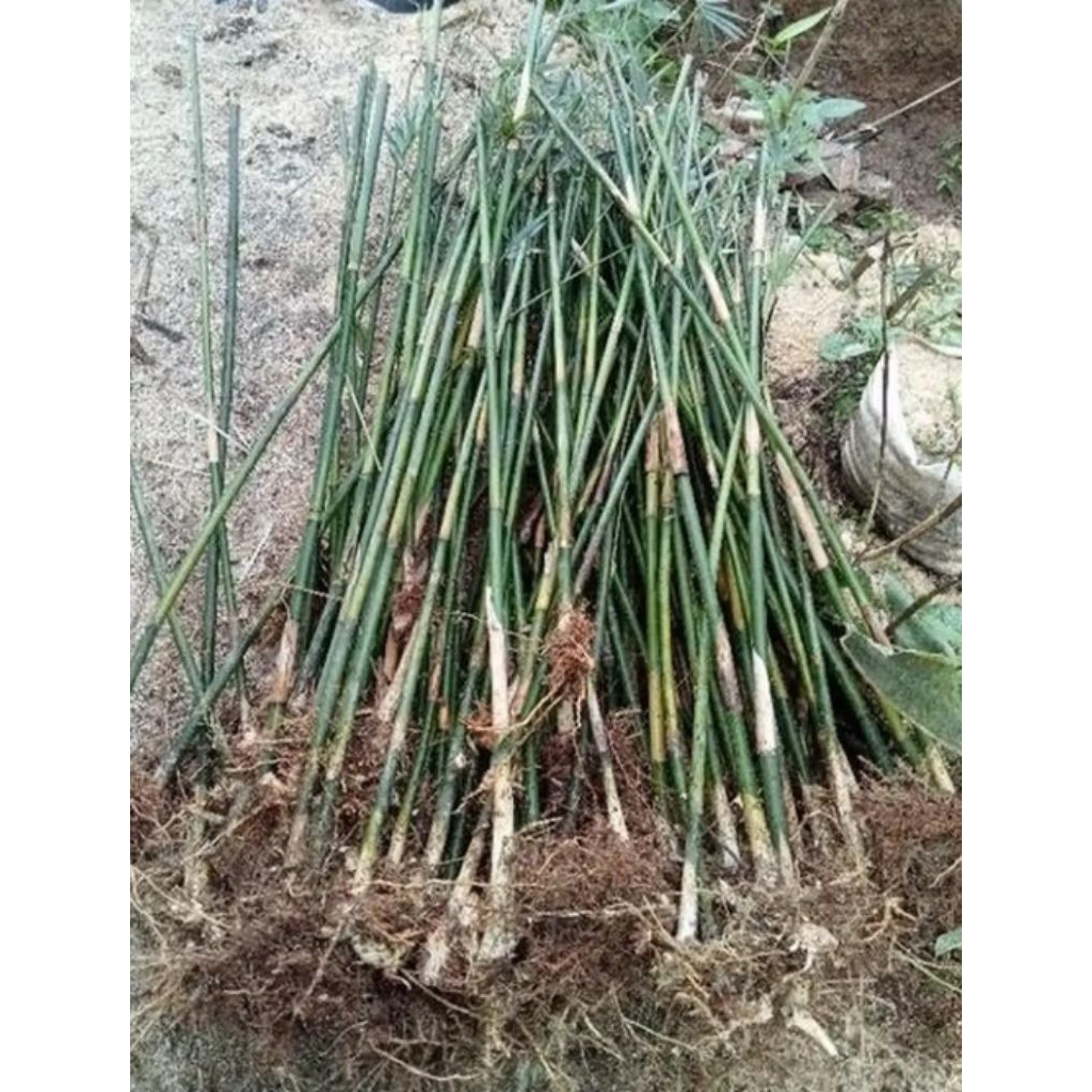 bibit bambu jepang bambu hijau 2 bibit