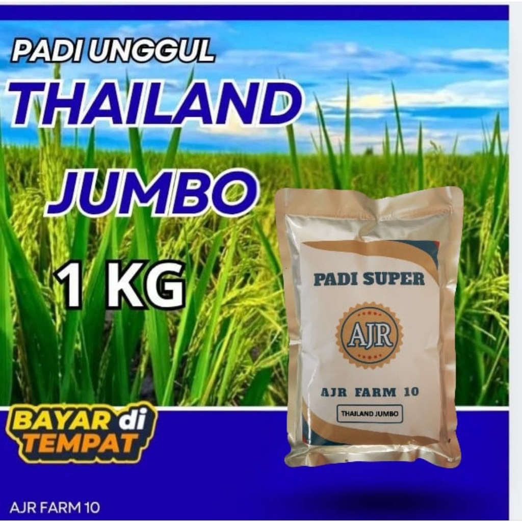 Benih padi unggul Thailand jumbo 1kg