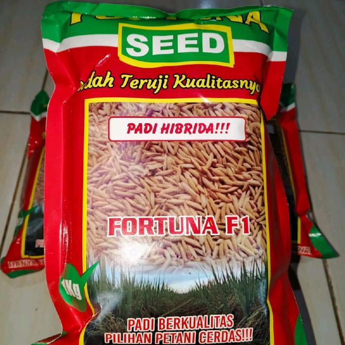 Benih Padi Hibrida Fortuna Seed F1 1kg Original