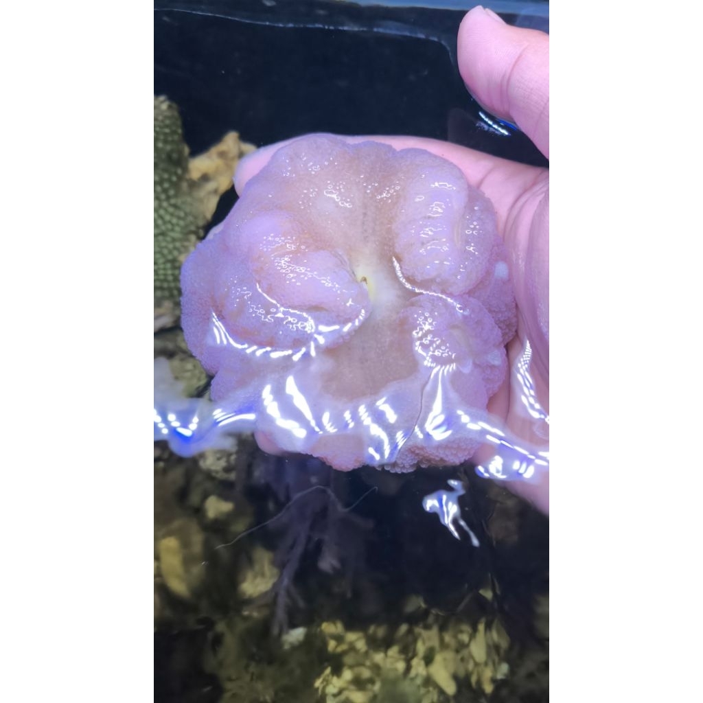 Anemon Karpet Ungu size M