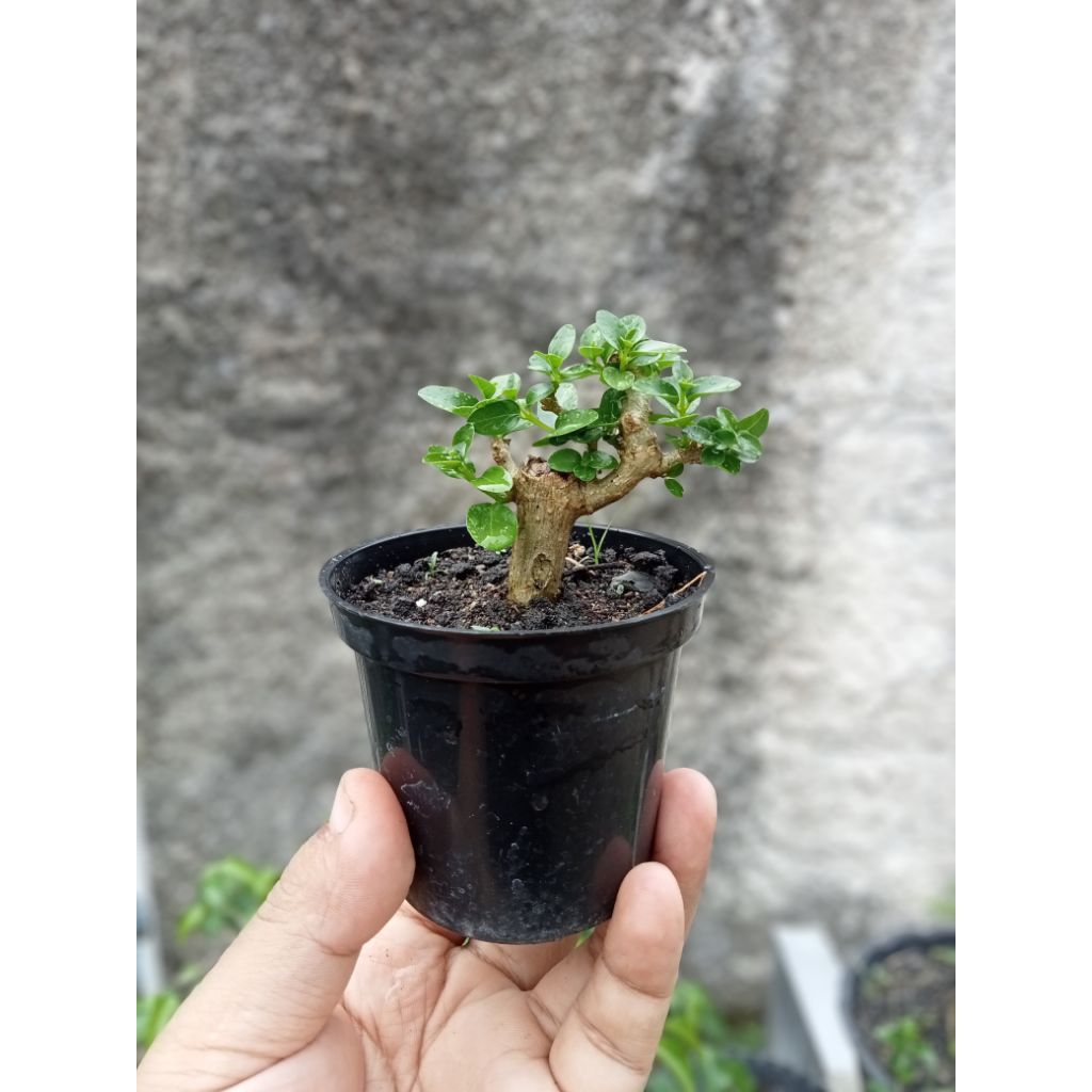 Bonsai Sancang Mame Shito