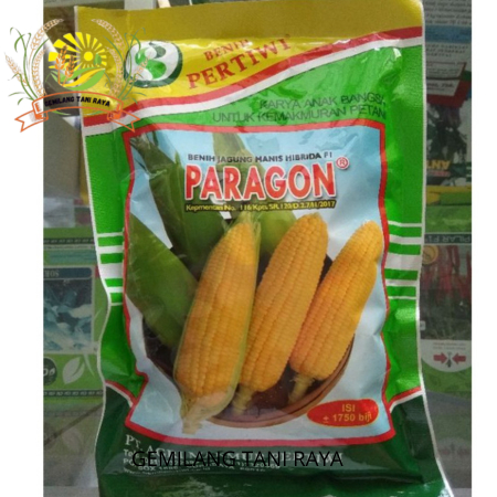 SPESIAL  Benih Jagung Manis Hibrida F1 Paragon / Jagung Manis Paragon