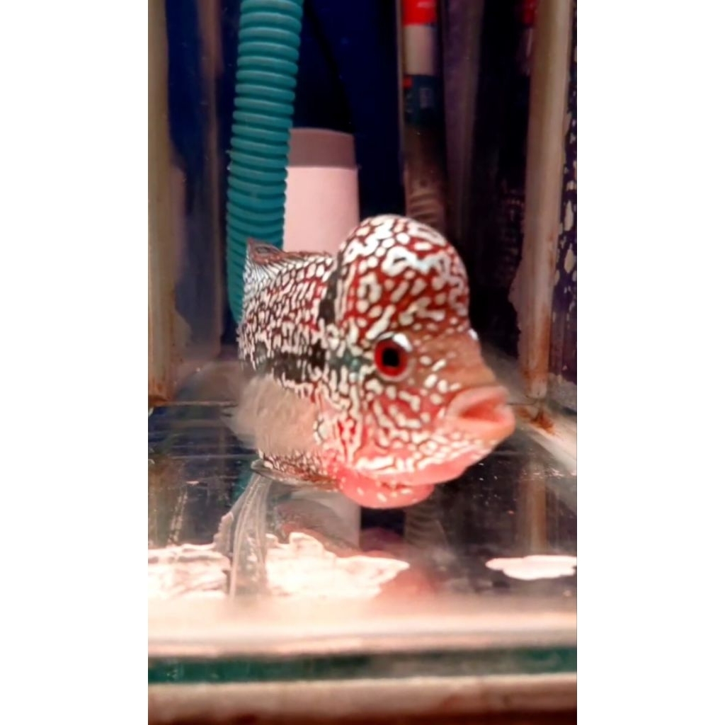 super red kamfa F2 VVIP import -+7cm