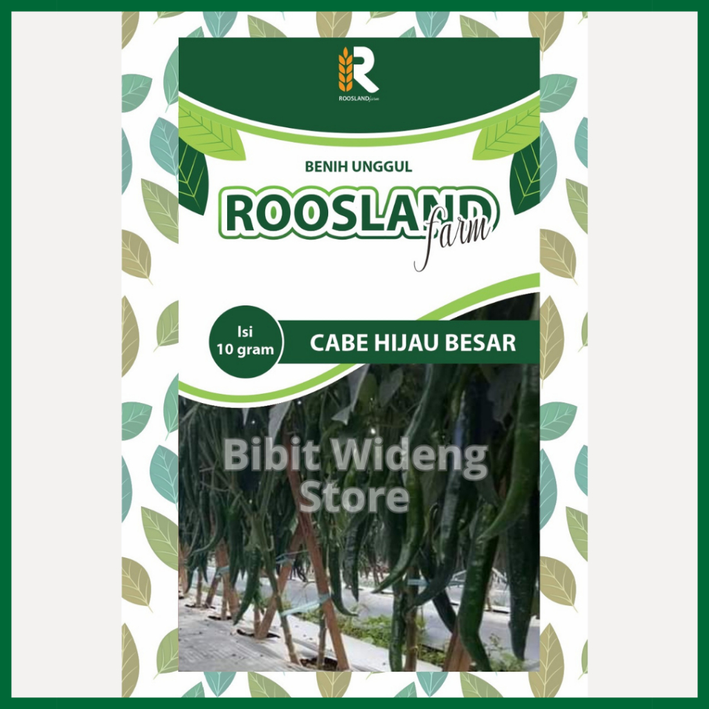 ( 10 GRAM ) BENIH CABE HIJAU BESAR | CABE HIJAU HIBRIDA | CABE HIJAU BIG GREEN