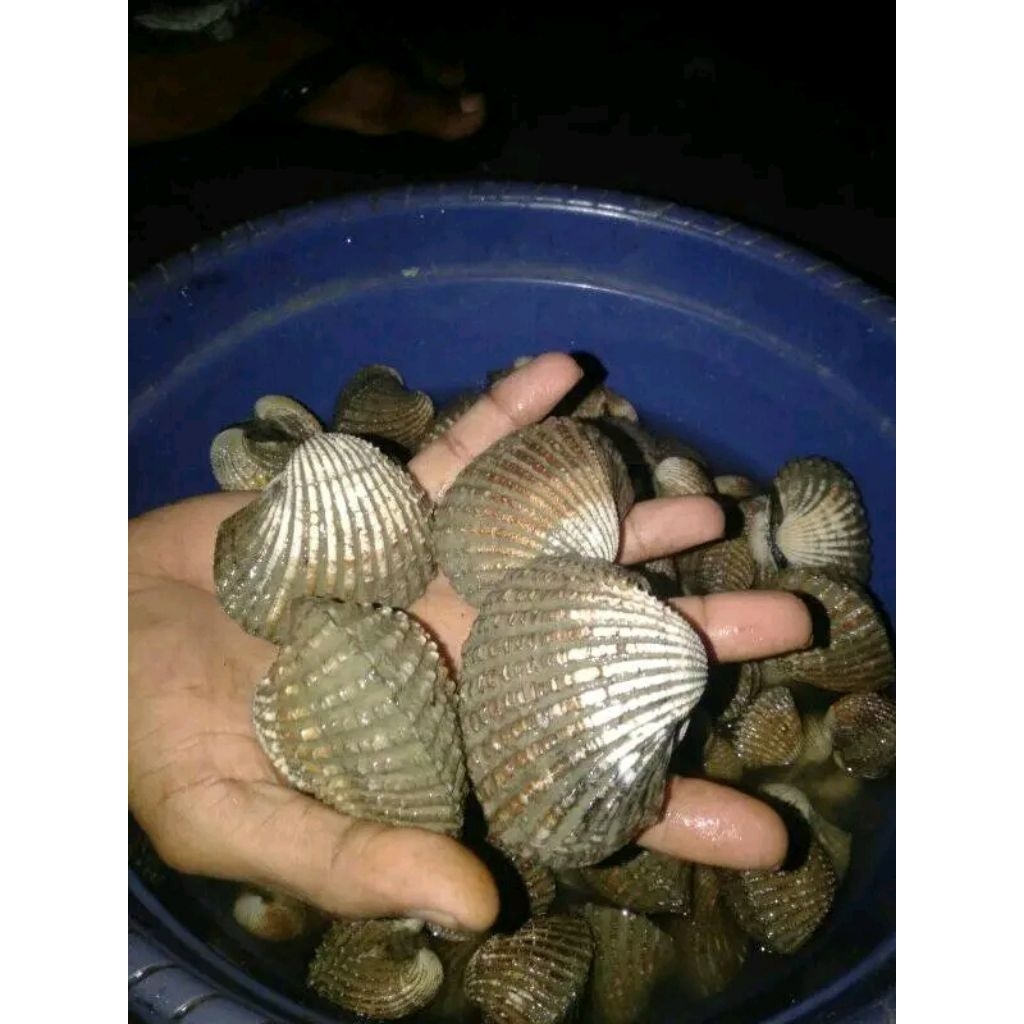 kerang besar Kerang jumbo Kerang segar Kerang Dara hidup kerang dara super aneka Kerang hasil laut