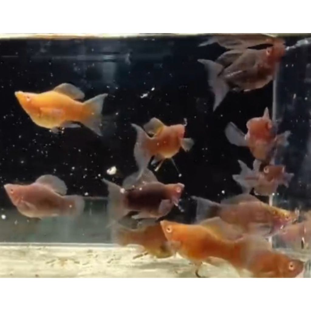 molly balon albino choco lyretail (jenis premium) pair/pasangan