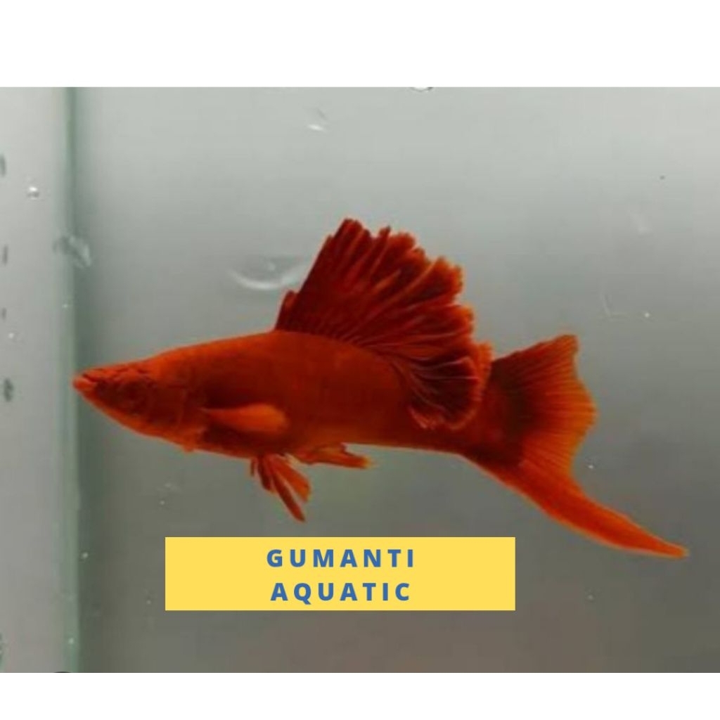 hiasan akuarium blood red platy