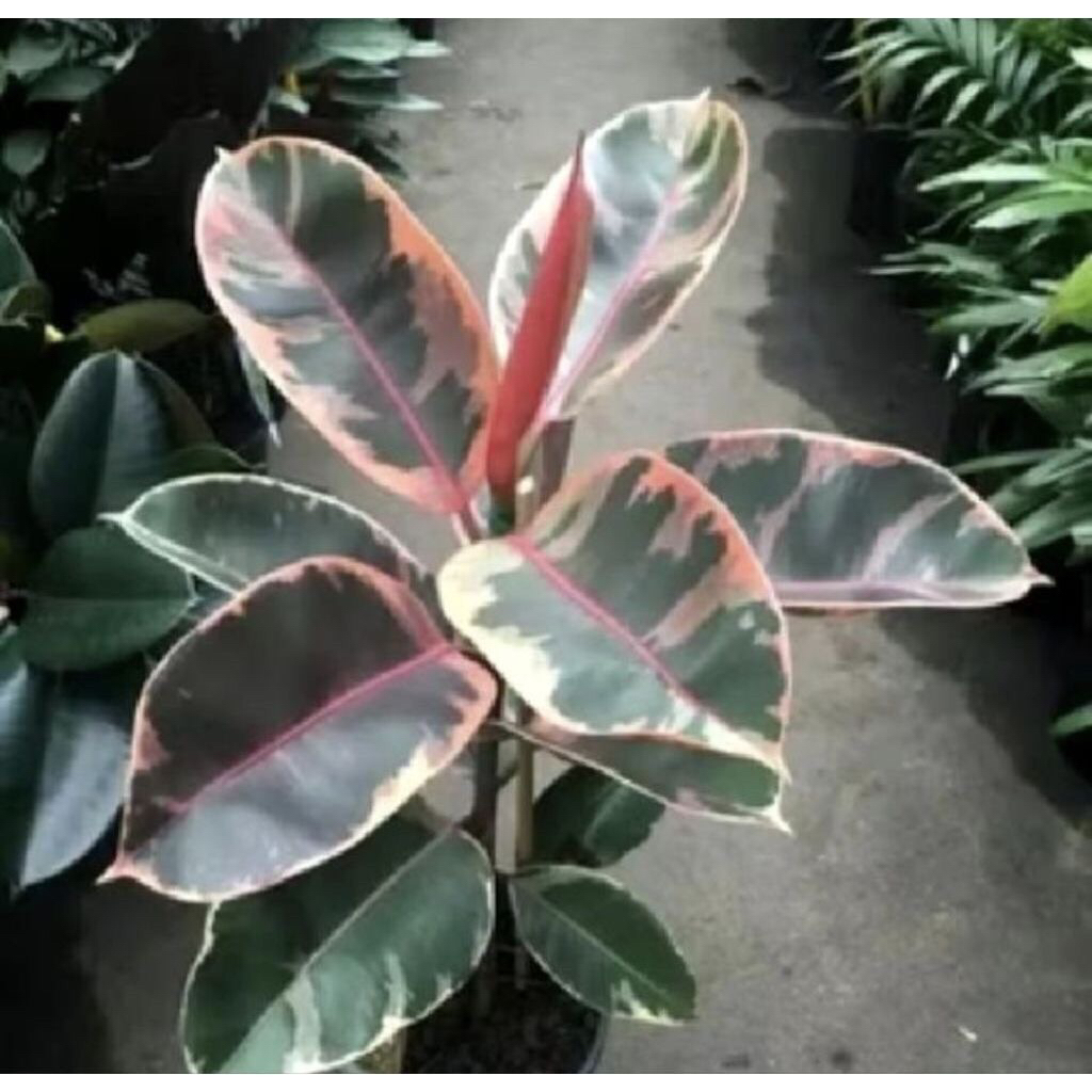 tanaman karet kebo varigata - karet kebo varigata rugby - karet kebo rugbi