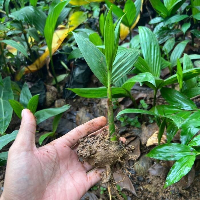 Bibit Pinang, Bibit Pinang Betara Unggul, Bibit Pinang Unggul, Bibit Pinang Batar Unggul