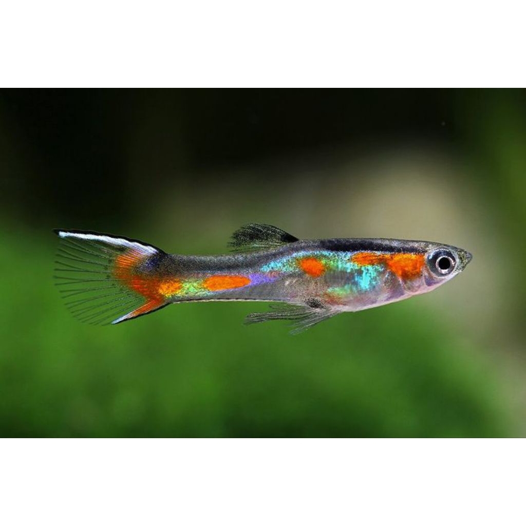 Endler Guppy Livebearer Hiasan aquarium dan aquascape