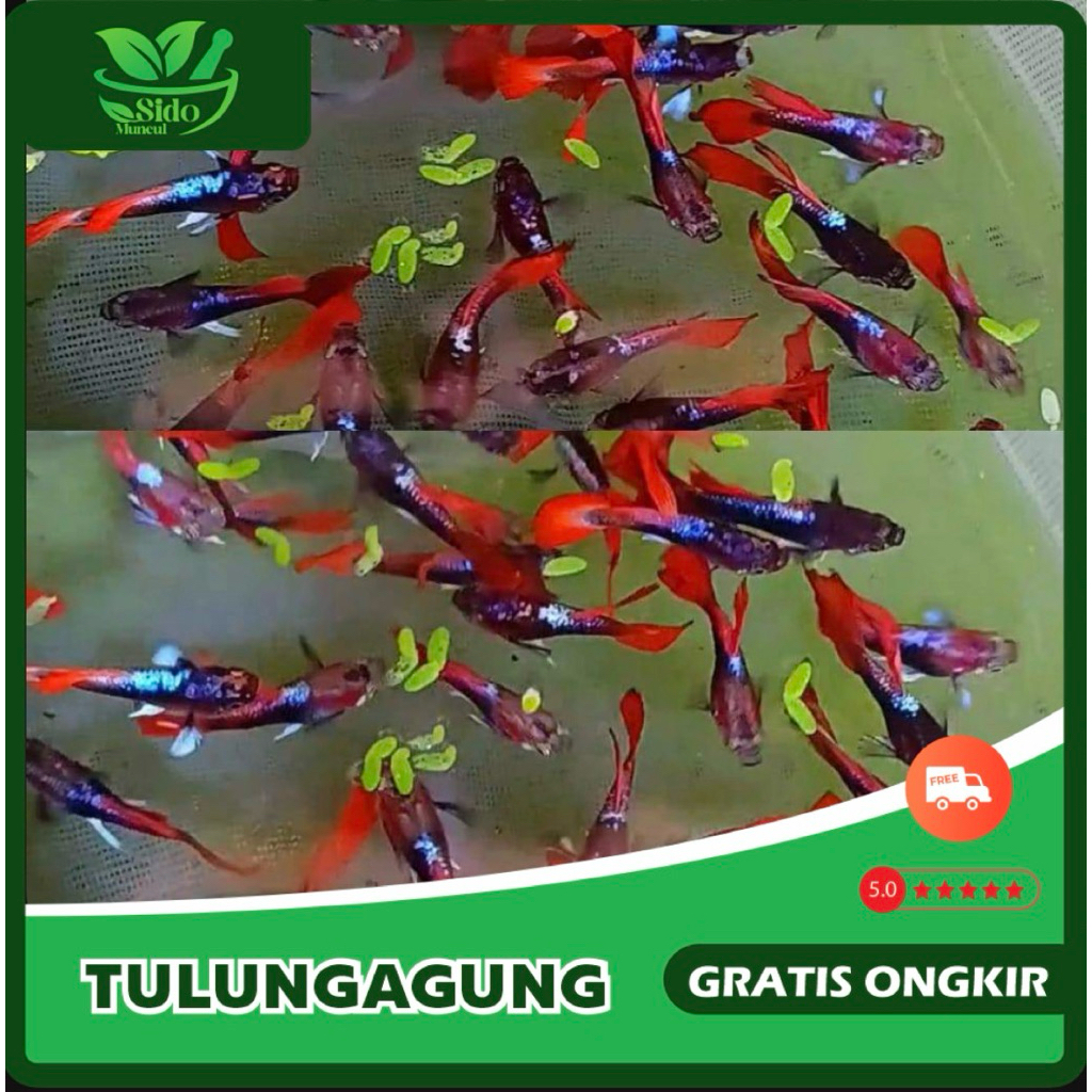 GUPPY WARNA WARNI PAKET 15 PCS JANTAN BETINA