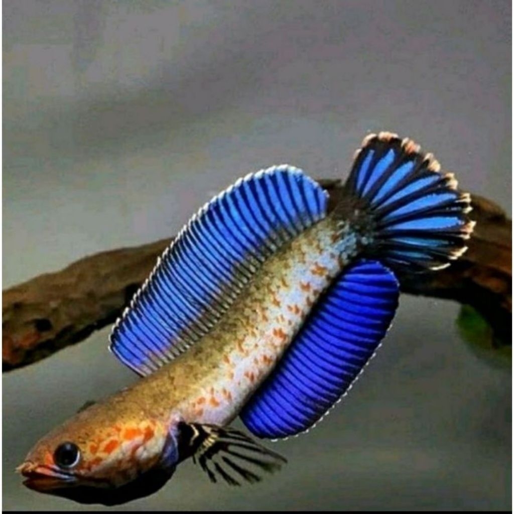 Channa Andrao 7-8cm Grade A Kualitas Kontes || Garansi Hidup