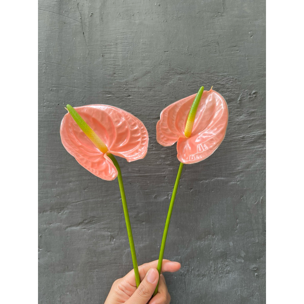 Anthurium peach bunga potong segar