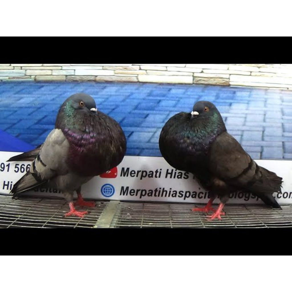 MERPATI hias gondok GADITANO pasangan pilihan bagus