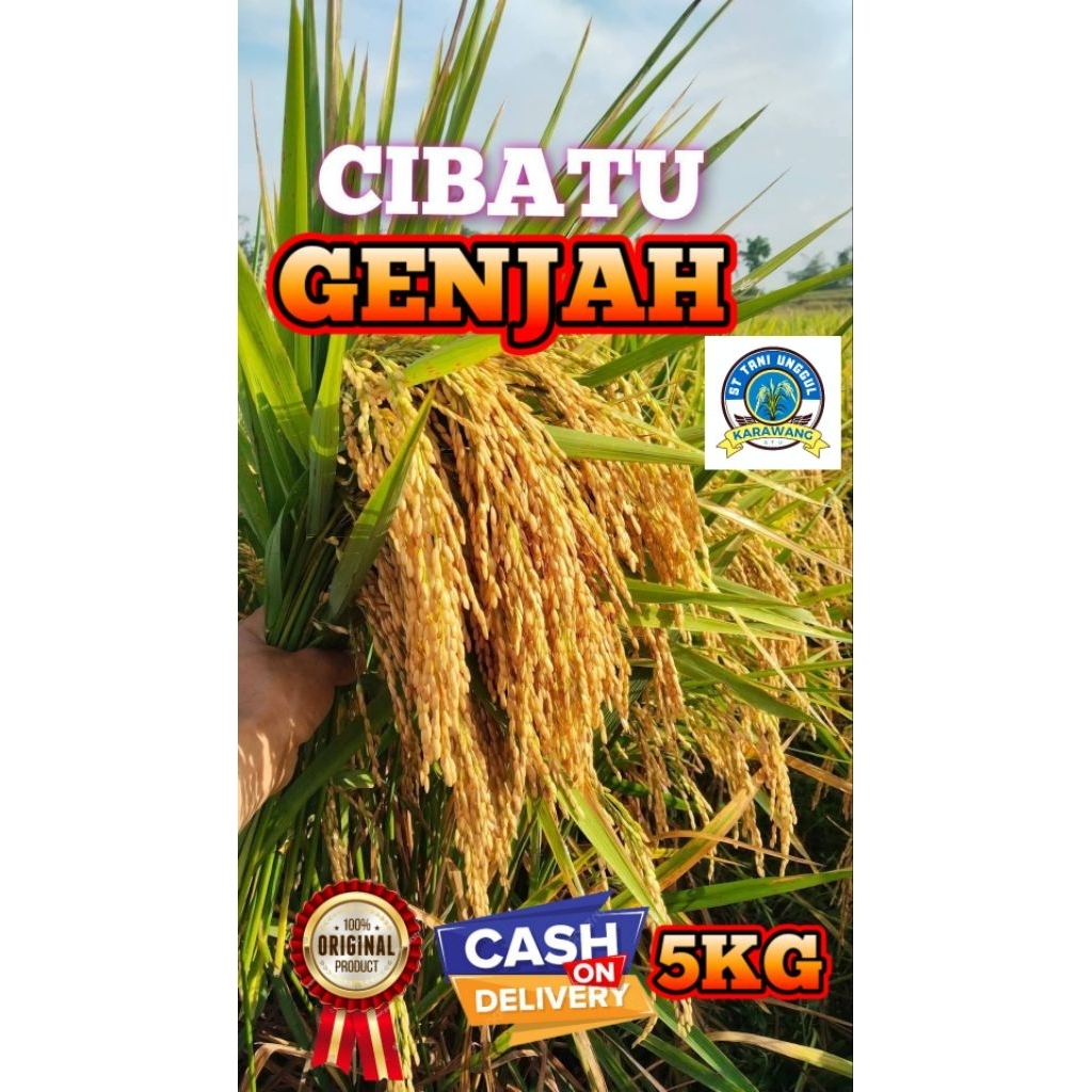BENIH BIBIT PADI UNGGUL CIBATU GENJAH KEMASAN 1KG