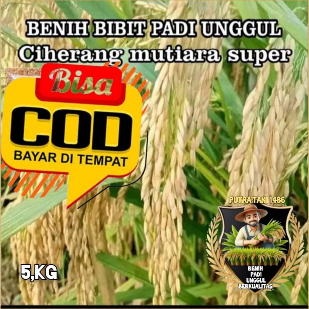 BIBIT BENIH PADI CIHERANG MUTIARA KEMASAN 5KILO