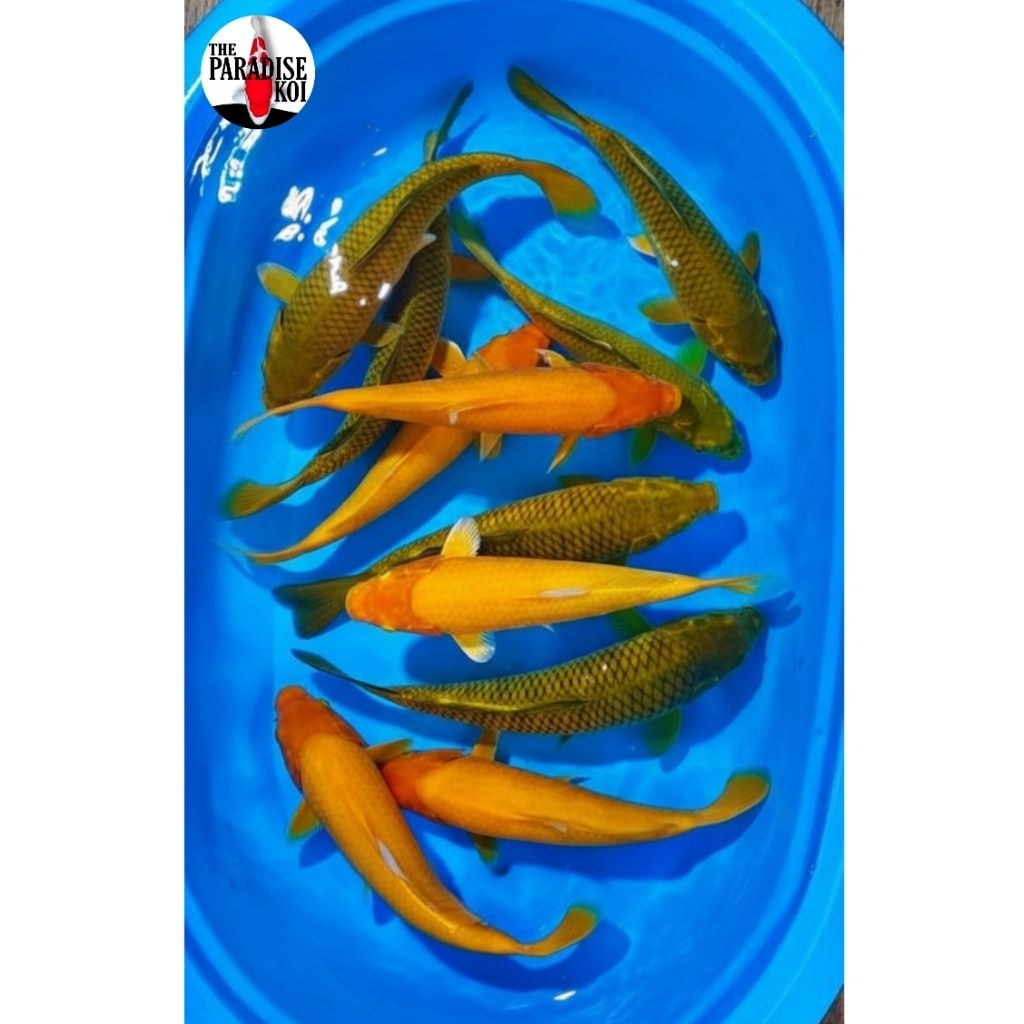 Ikan Koi Chagoi Ijo dan Karashi 35BU Calon Jumbo Breed Khusnul Blitar