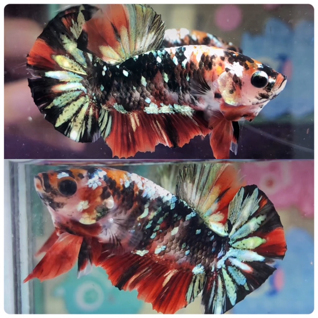 CUPANG RED KOI COOPER MALe